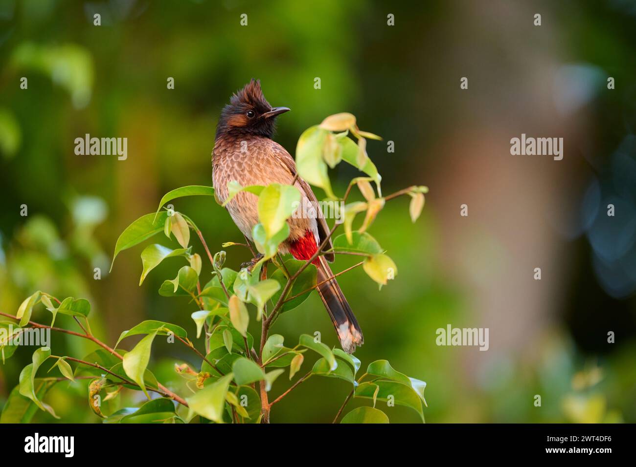 Red-vented bulbul perched in a tree Stock Photo