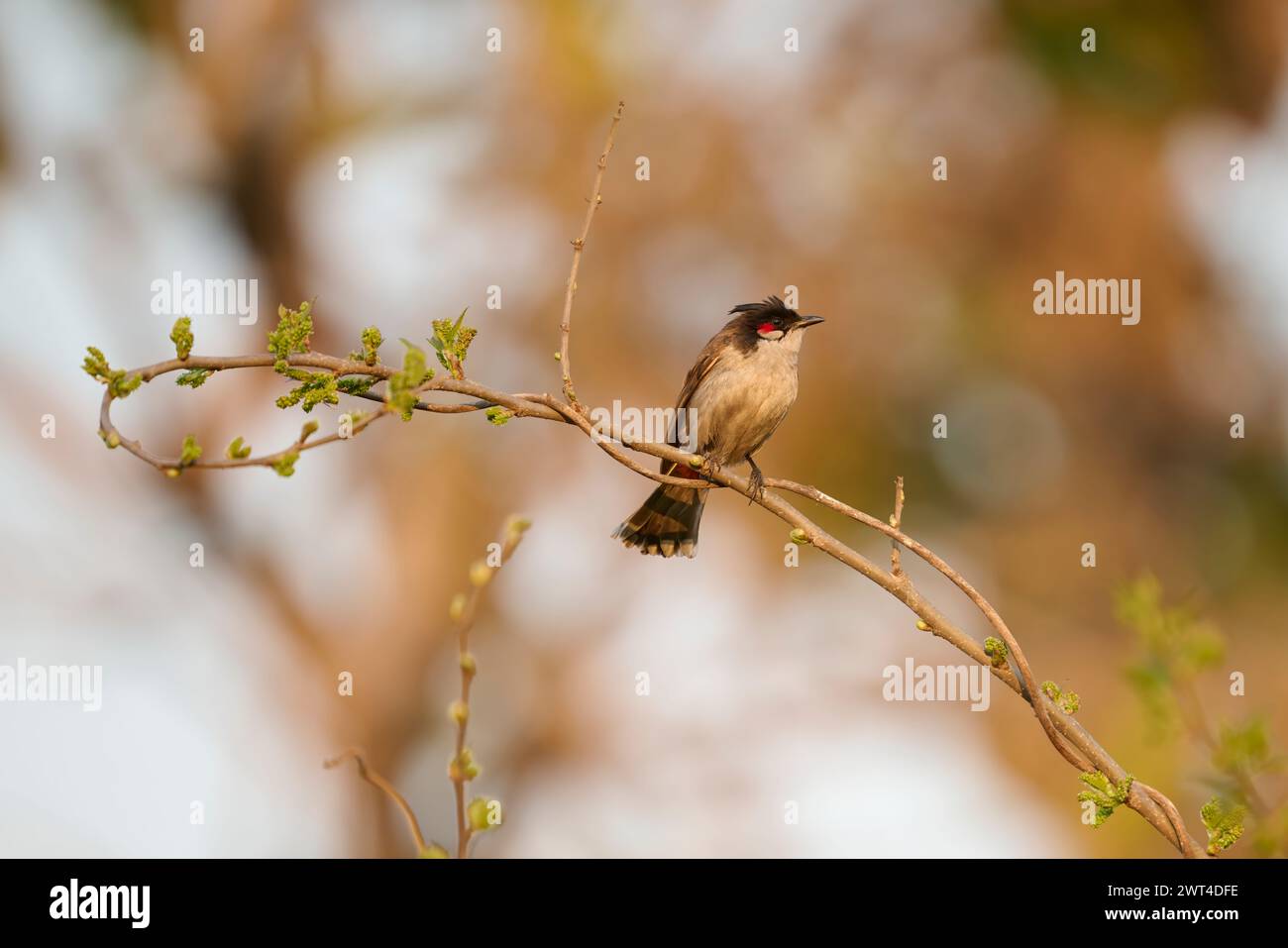 Red-whiskered bulbul perched on a branch, India Stock Photo