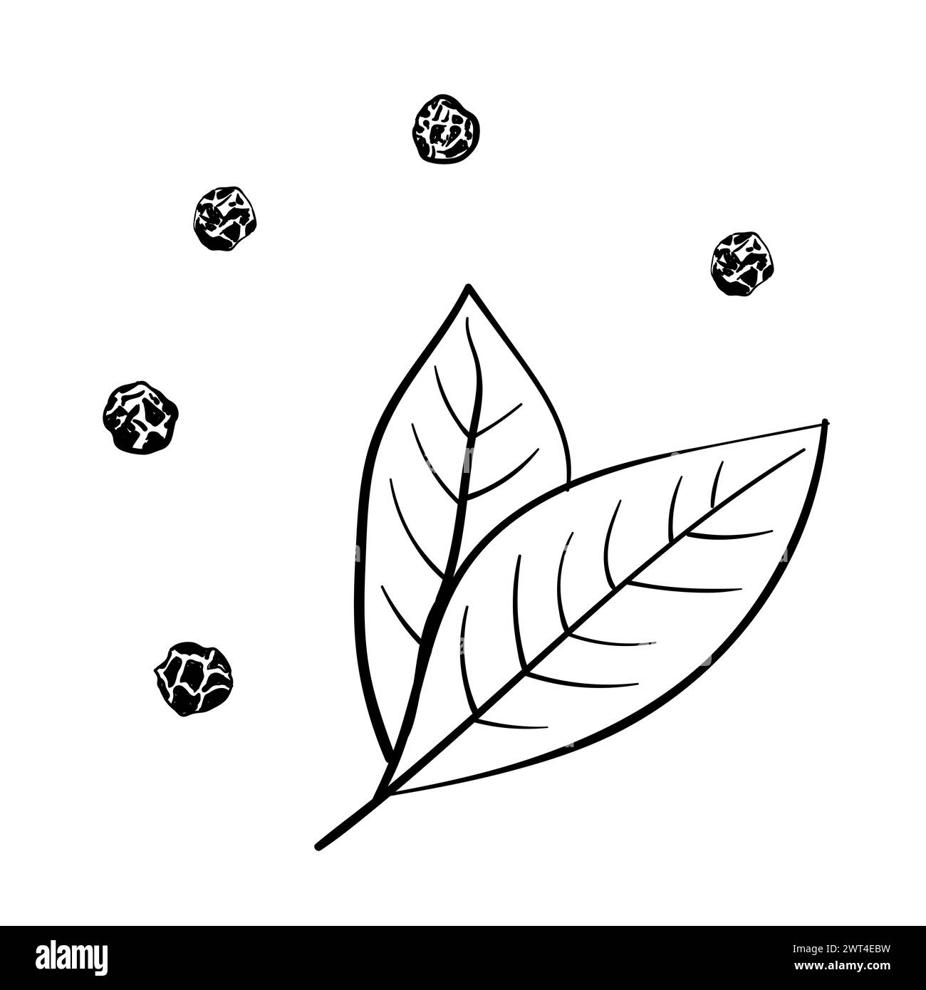 Set of bay leaf and black, black pepper peas. on a white background