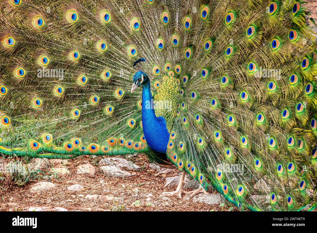 Male Peacock Stock Photo