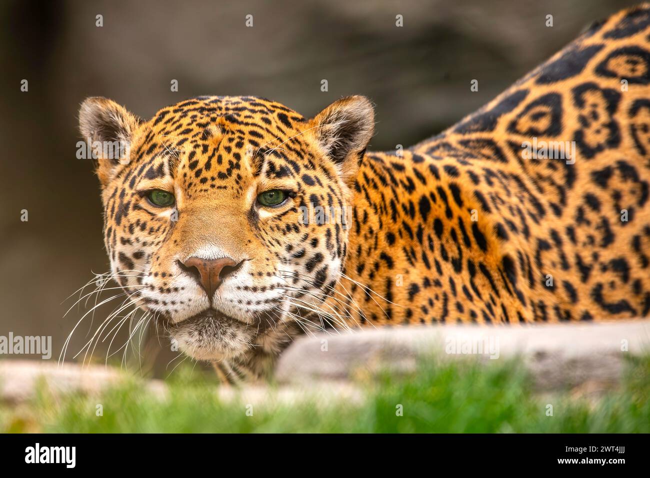 Leopard Stock Photo