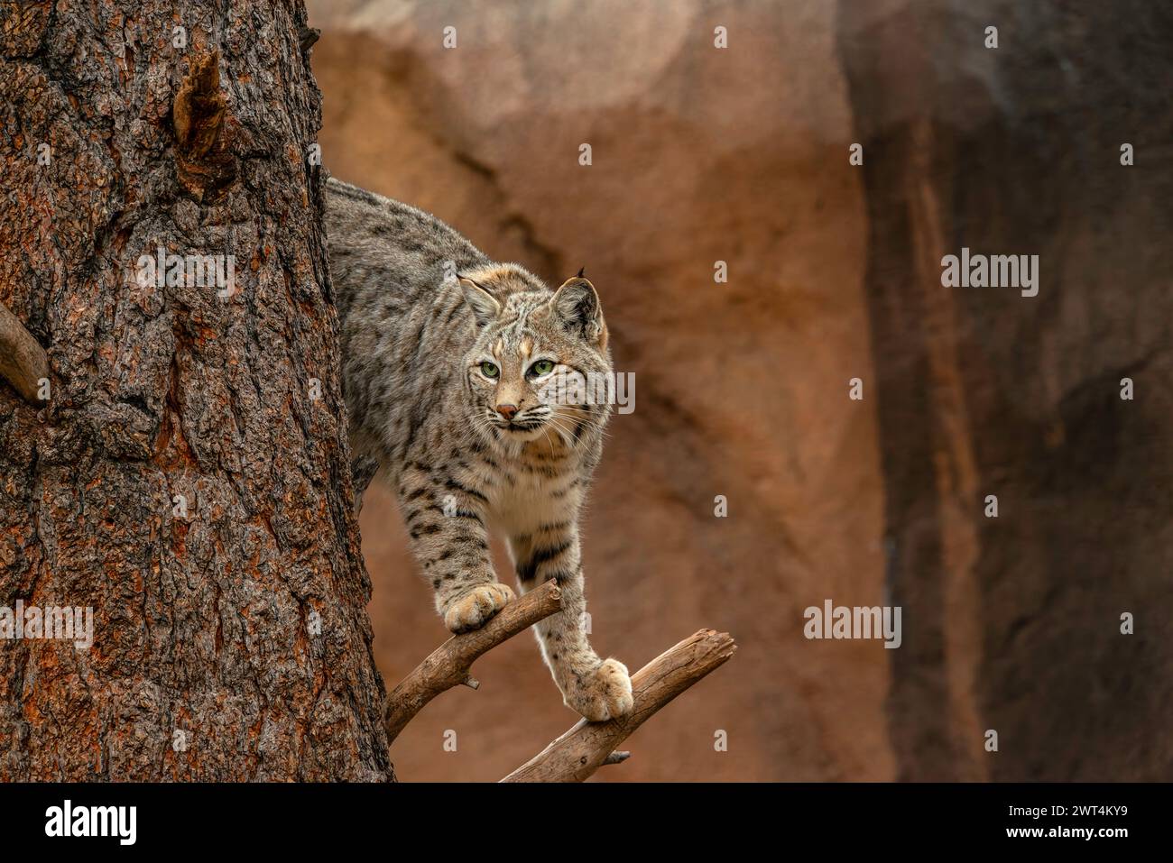 A Bobcat in a tree Stock Photo