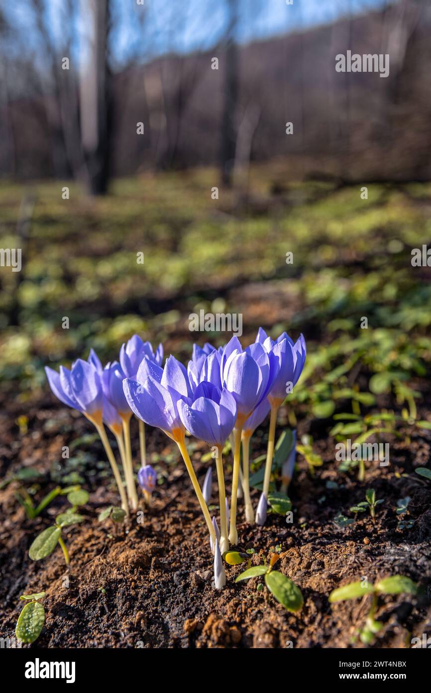 Crocus pulchellus or hairy crocus early spring purple flower after the wildfires, nature reborn Stock Photo