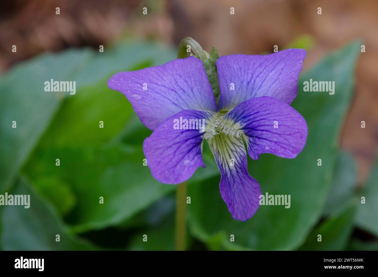 Common Blue Violet, Viola sororia Stock Photo