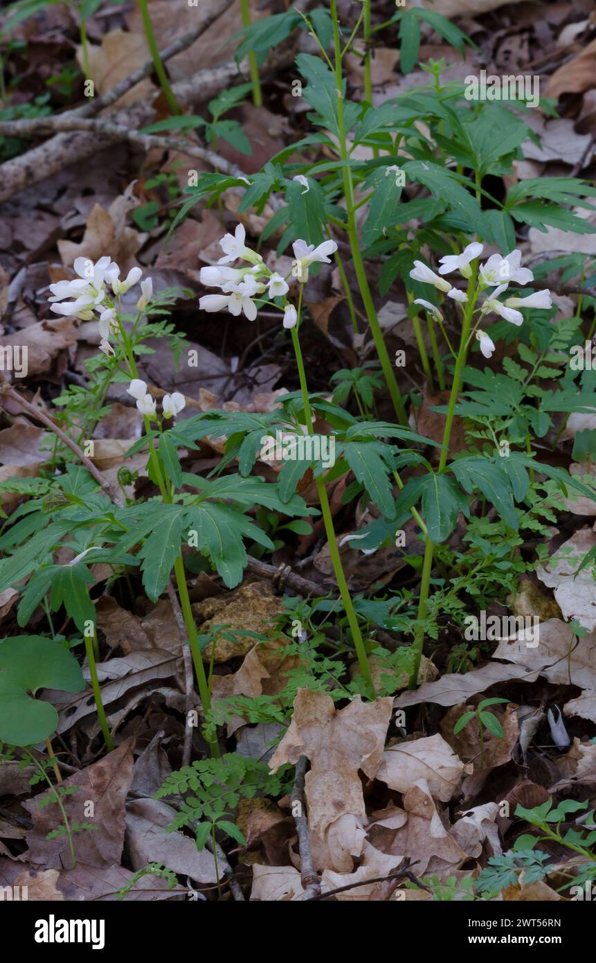 Cutleaf Toothwort, Cardamine concatenata Stock Photo - Alamy