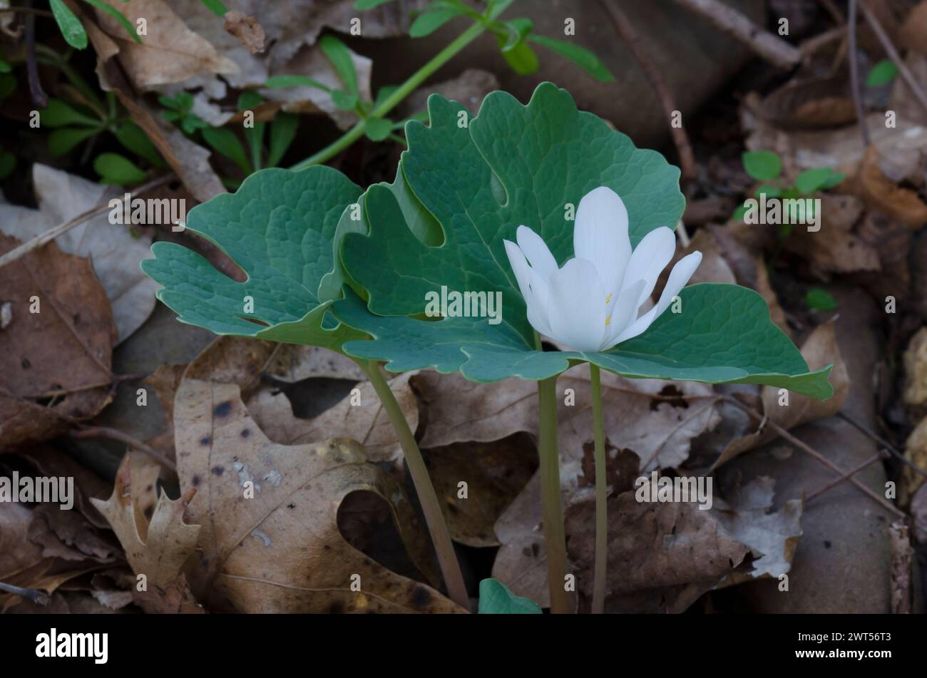 Bloodroot, Sanguinaria canadensis Stock Photo - Alamy