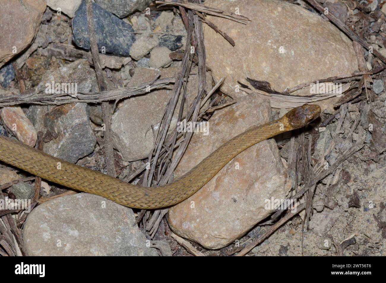 Red-bellied Snake, Storeria occipitomaculata Stock Photo - Alamy