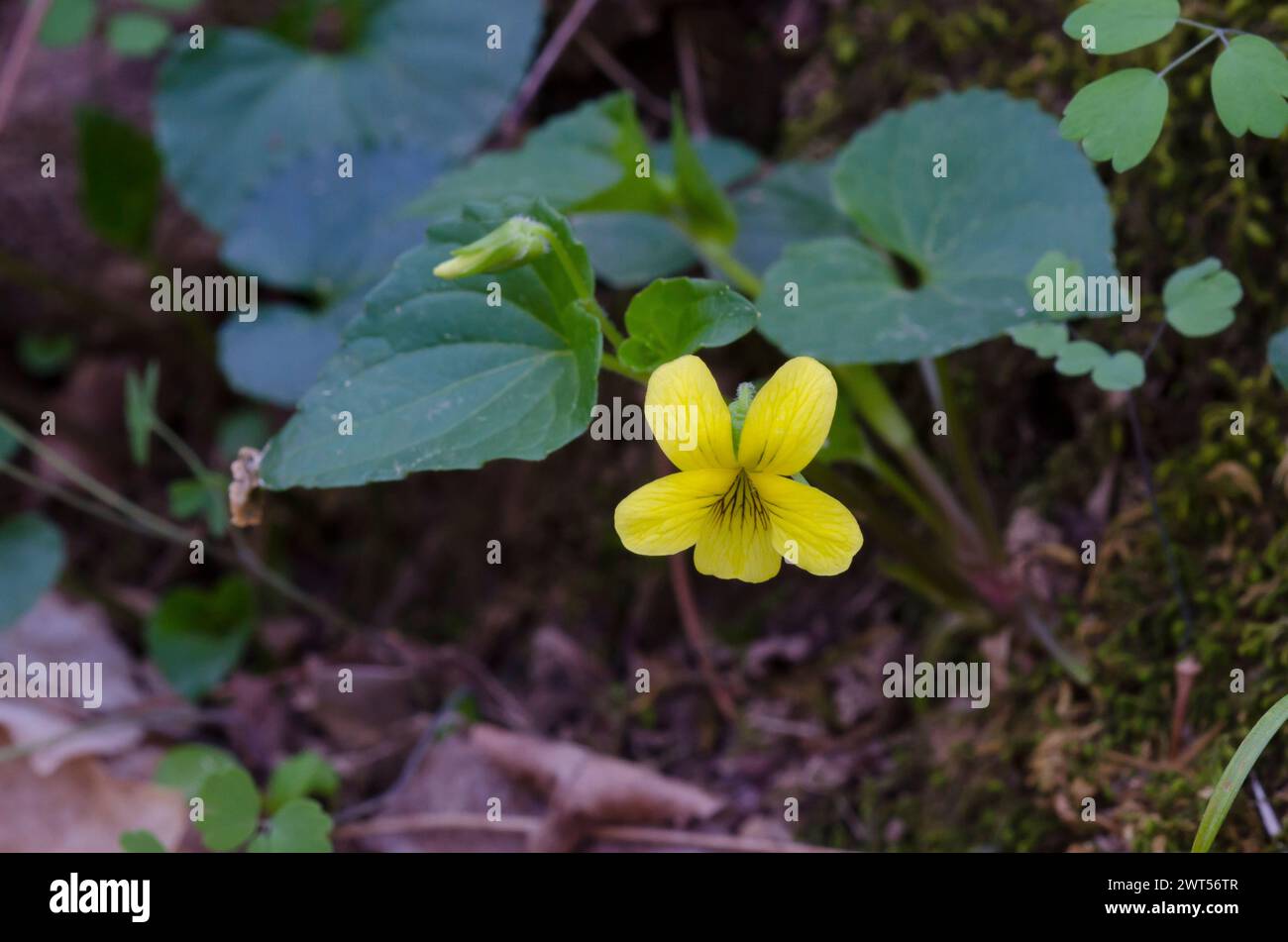 Downy Yellow Violet, Viola pubescens Stock Photo