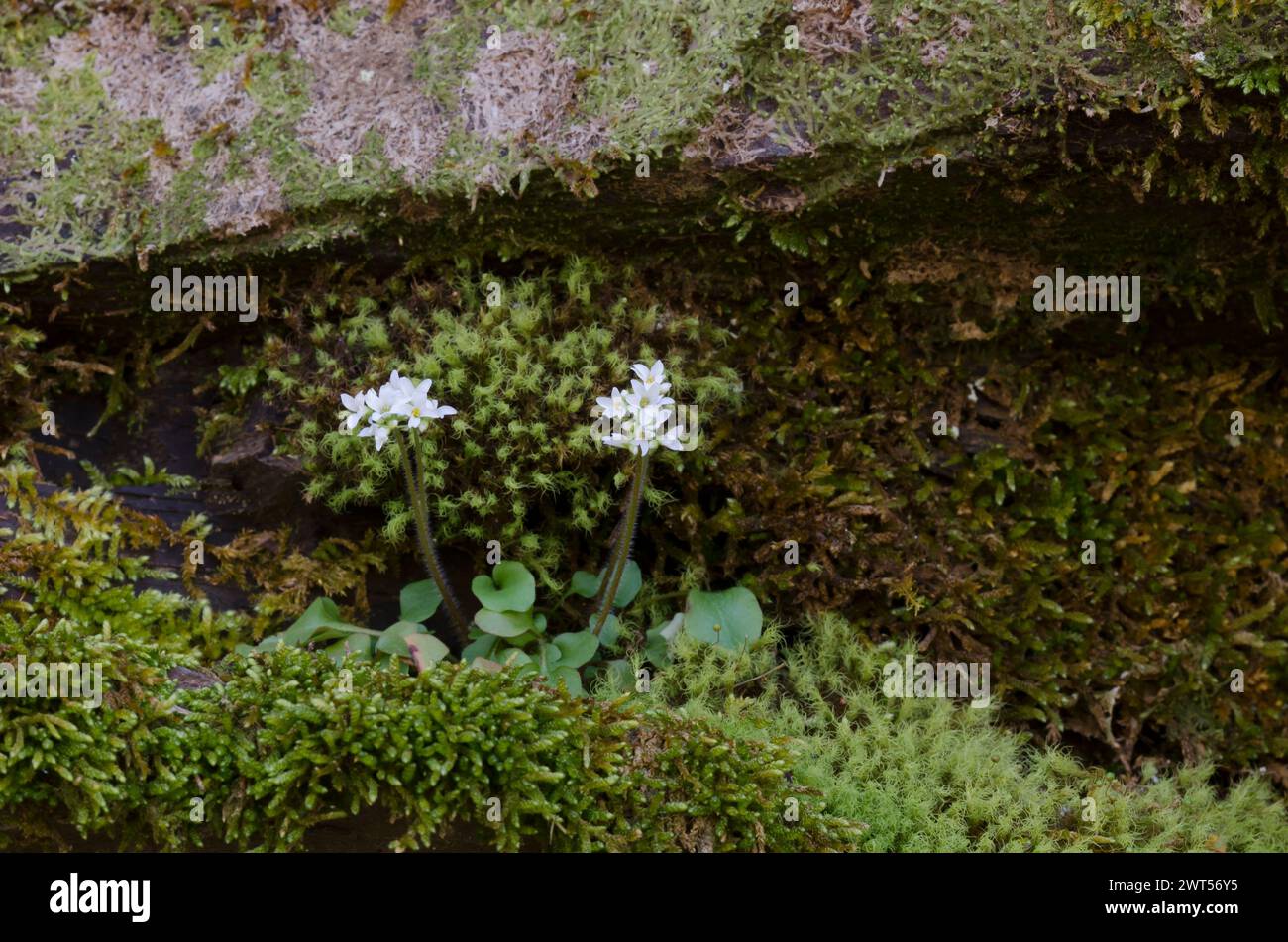 Palmer's Saxifrage, Saxifraga palmeri Stock Photo