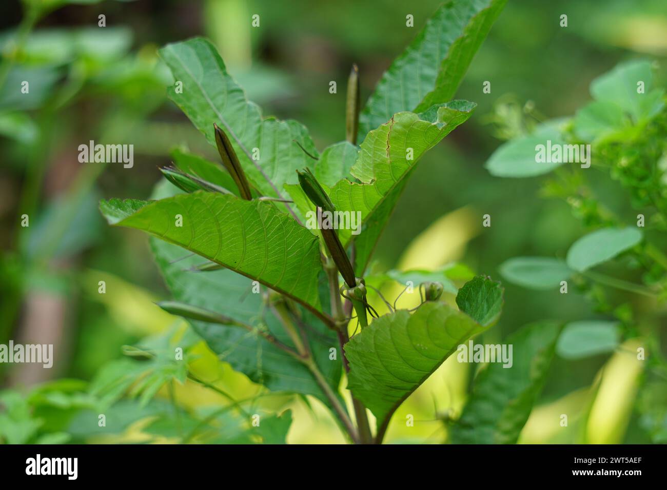Ruellia tuberosa (also known as minnieroot, fever root, snapdragon root) with a natural background Stock Photo