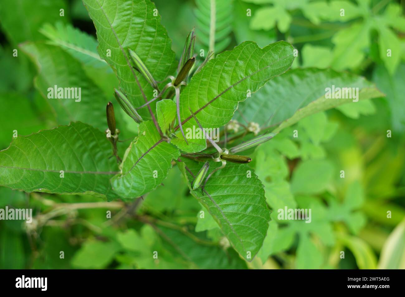 Ruellia tuberosa (also known as minnieroot, fever root, snapdragon root) with a natural background Stock Photo