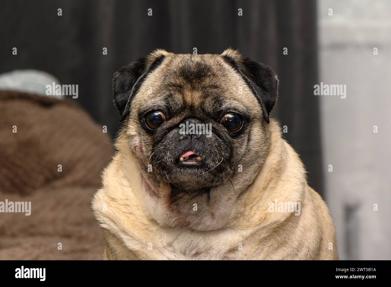 pug suffers from food allergies. skin irritation on dog's neck Stock