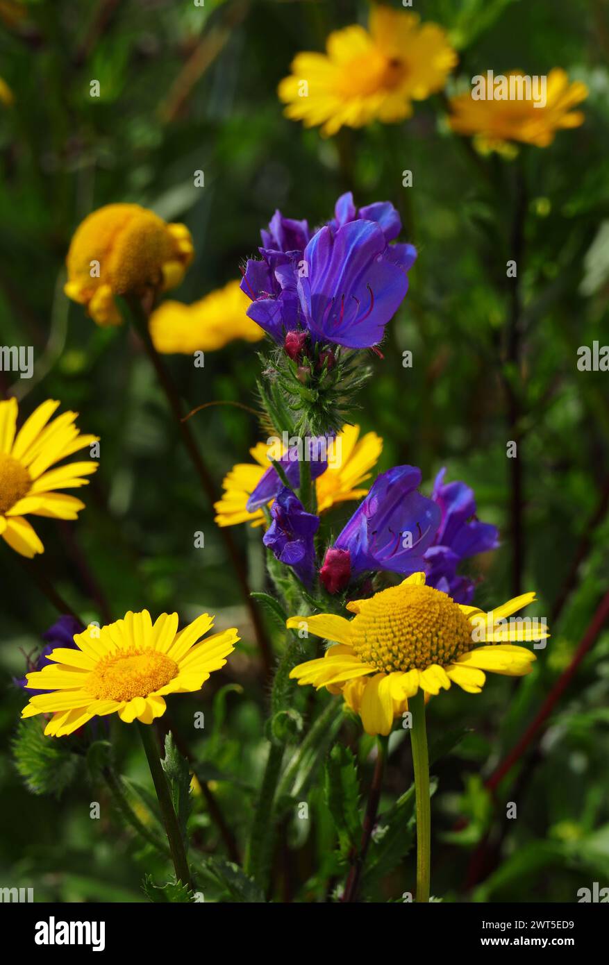 Spring flowers. Yellow Corn Marigold - Coleostephus myconis - Asteraceae family, and Echium plantagineum growing together naturally in Portugal. Stock Photo
