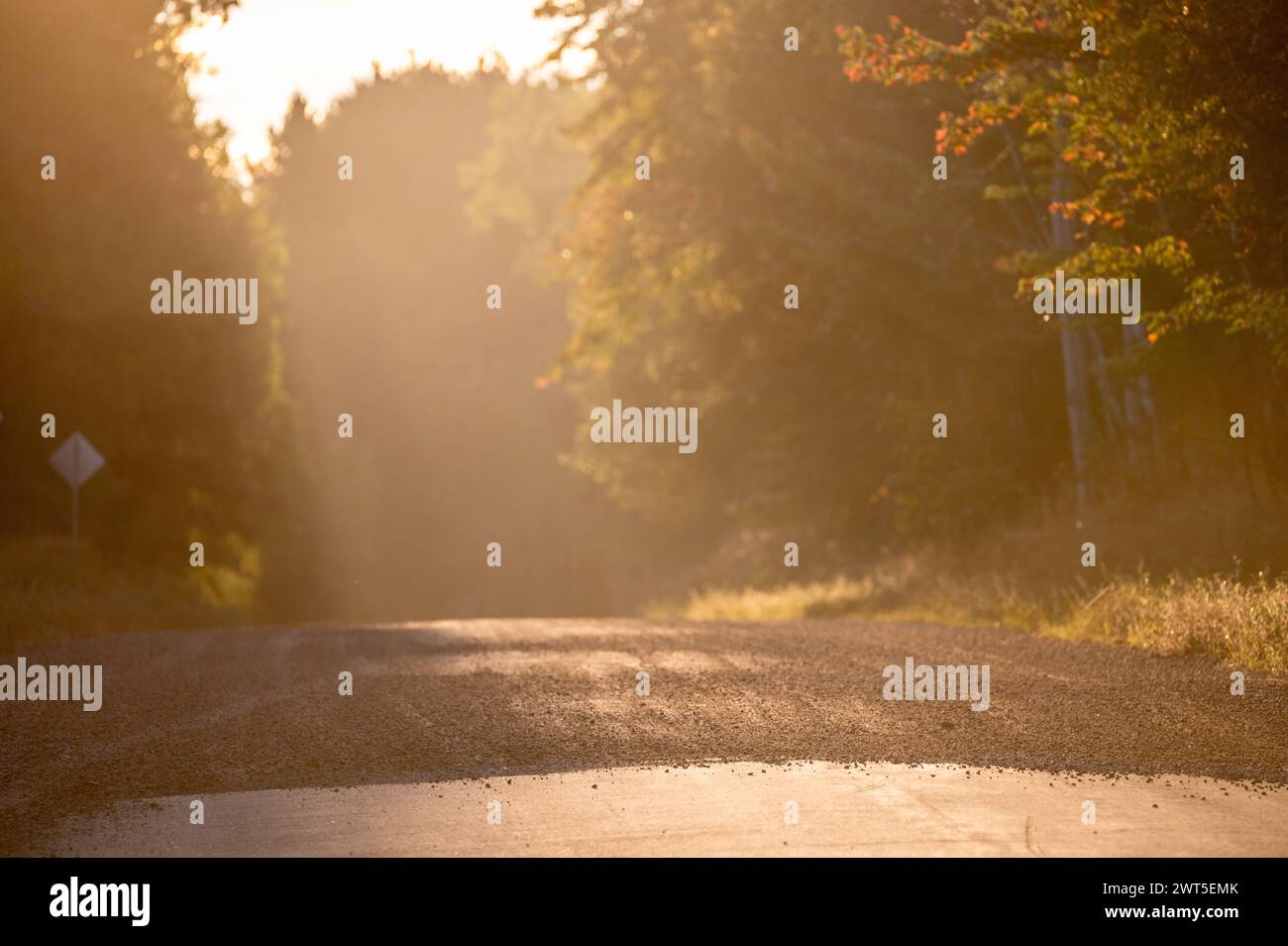 Mystic foggy forest road hi-res stock photography and images - Alamy