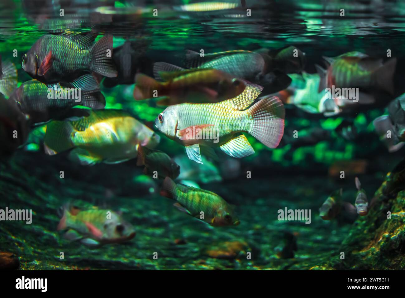 Tropical marine fish in natural habitat. Oceanarium, wildlife, colorful underwater world, aquarium. Stock Photo
