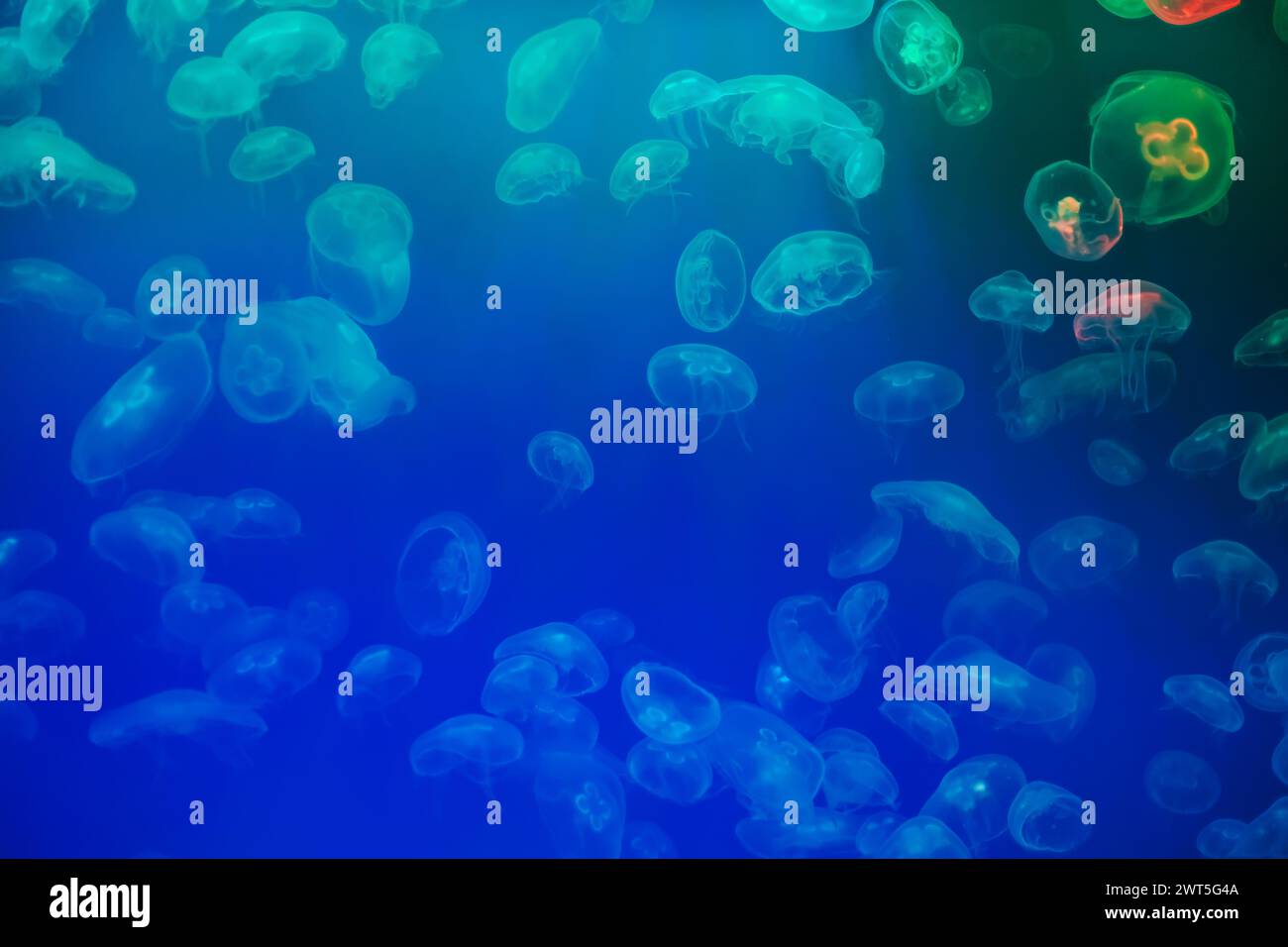 Jellyfish in their natural habitat. Oceanarium, wildlife, colorful underwater world, natural background. Stock Photo