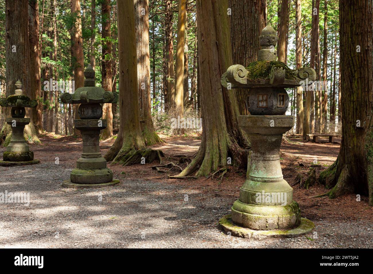 Kitaguchi Hongu Fuji Sengen Shrine, Mt. Fuji, stone lantern in sacred forest, Fujiyoshida city, Yamanashi, Japan, East Asia, Asia Stock Photo