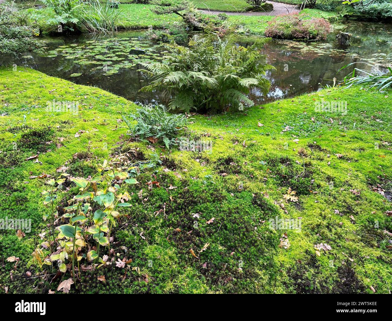 Bright moss, different plants and little pond in park Stock Photo