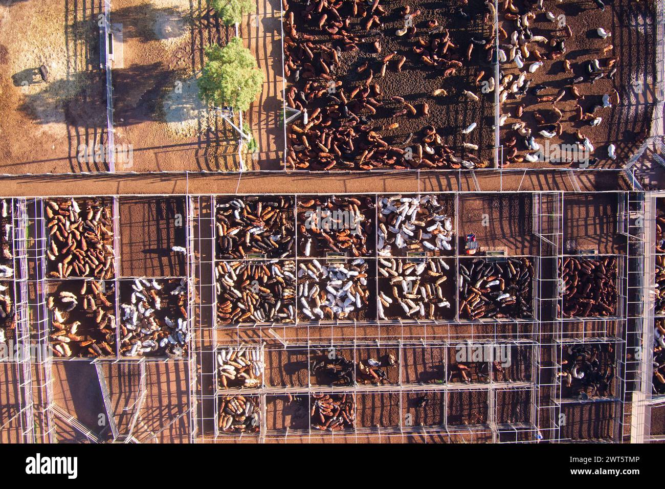Aerial of the Roma Saleyards Australia’s largest cattle selling centre, with over 400,000 cattle passing through a year. Roma Queensland Australia Stock Photo