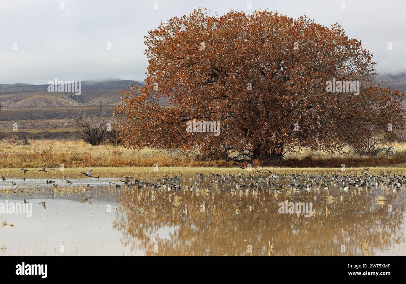 The tree and ducks - Bosque del Apache - New Mexico Stock Photo
