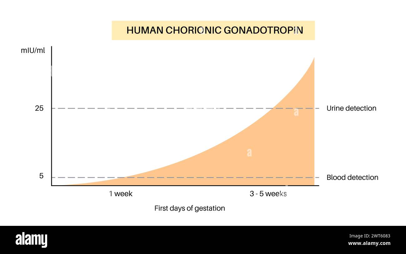 Hcg Rise Rate Human chorionic gonadotropin (hCG) level rising. Detection of HCG in ...