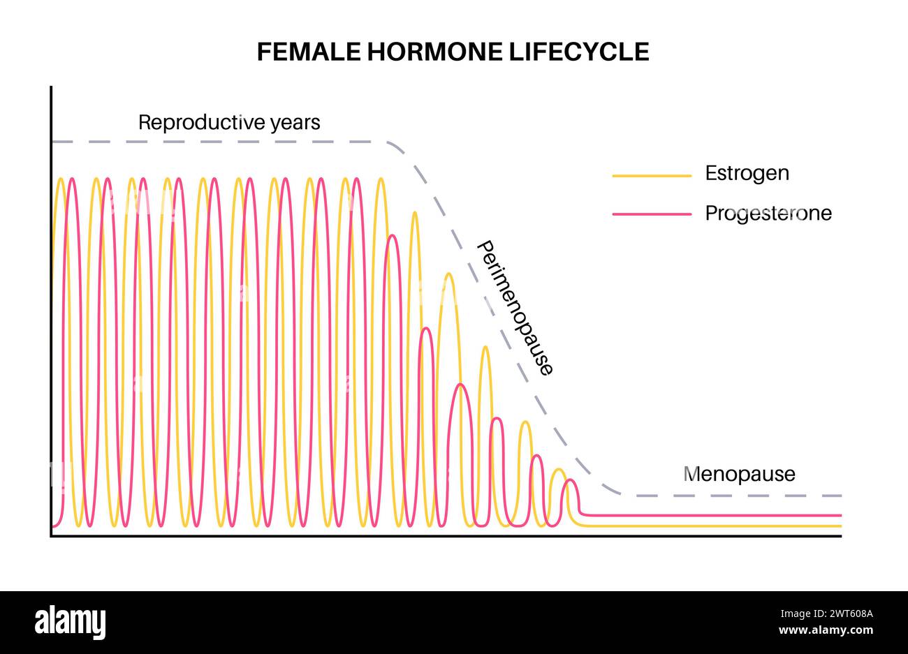 hormones during pregnancy and birth clipart