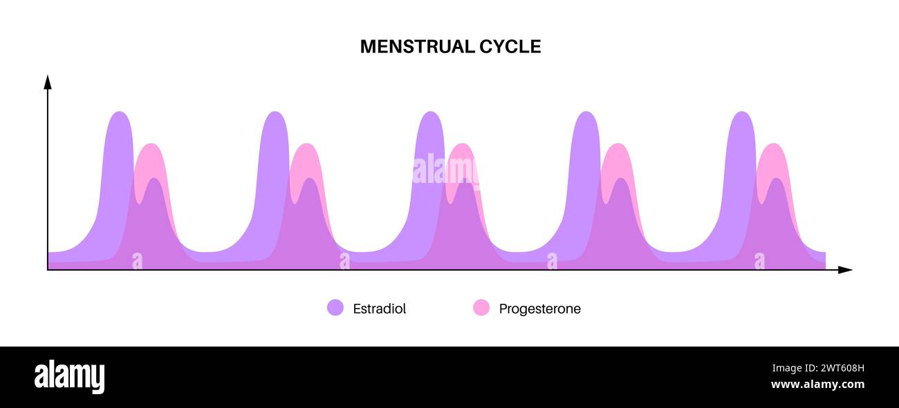Hormones during the menstrual cycle, illustration Stock Photo Alamy