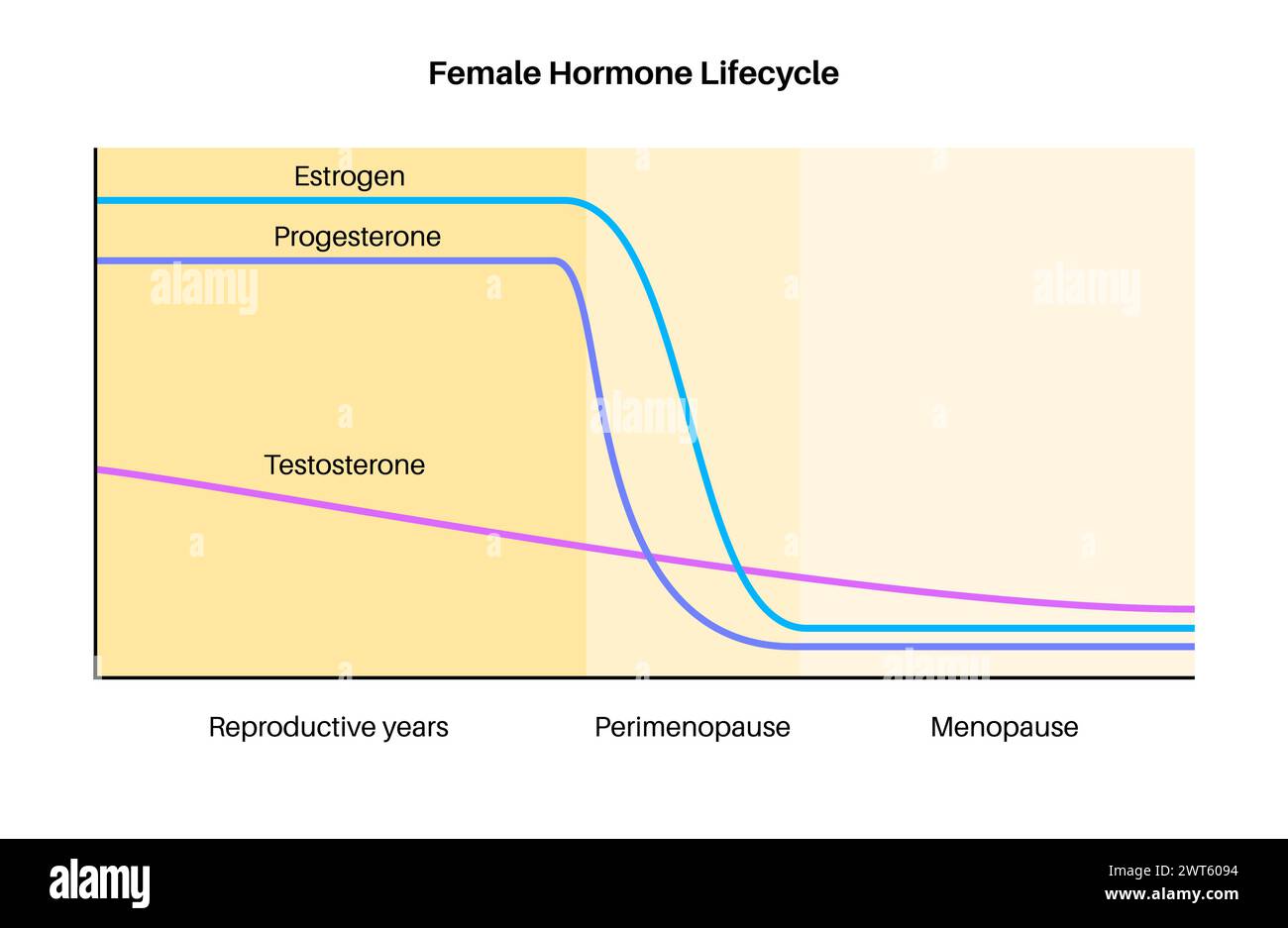 Female hormones lifecycle, illustration. Oestrogen, testosterone and ...