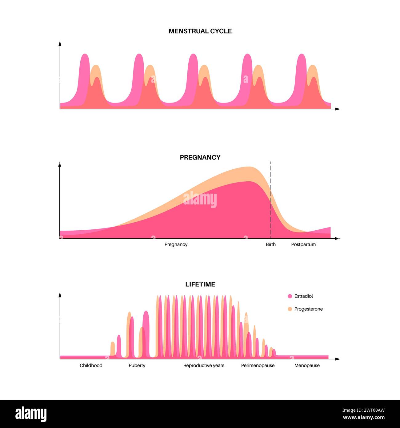 Hormones during the menstrual cycle and pregnancy, illustration. Stock Photo