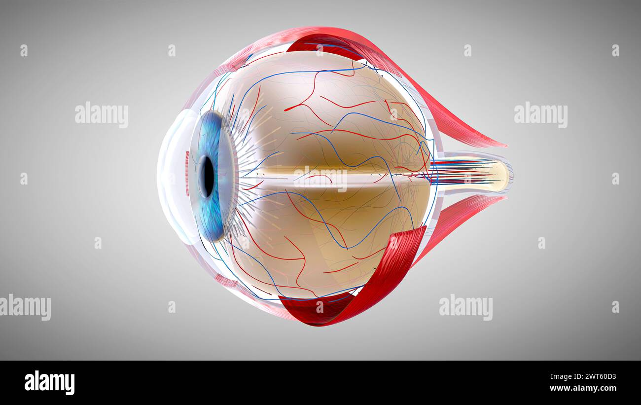 Eye anatomy, illustration. Stock Photo