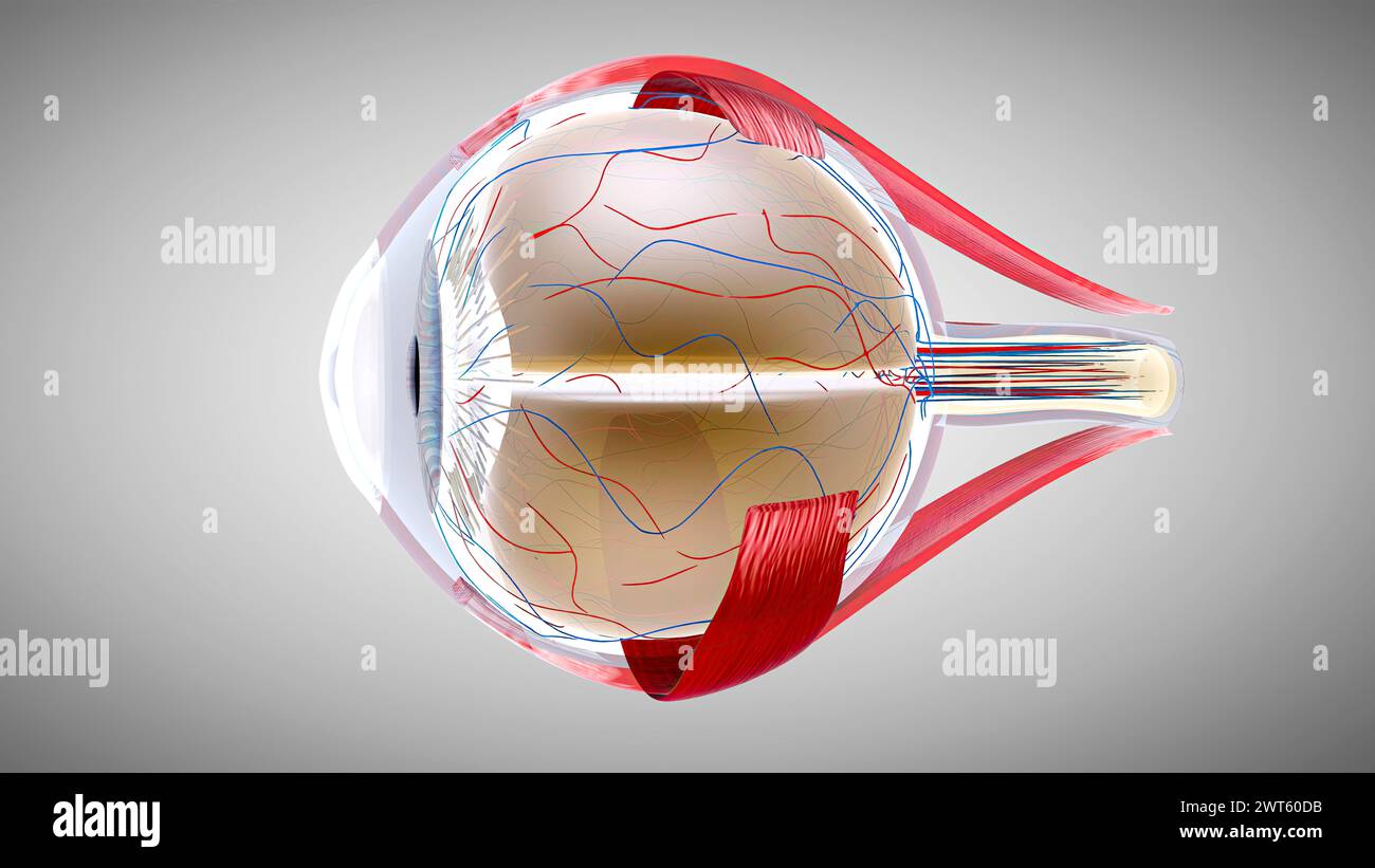 Eye anatomy, illustration. Stock Photo