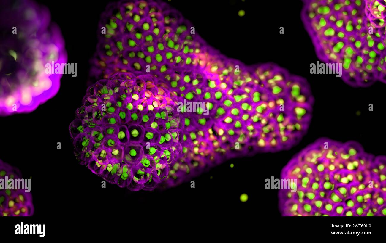 Illustration based on fluorescence light micrographs of organoids. Cell nuclei are green and cell membranes purple. Organoids are three dimensional, miniature, simplified versions of organs grown in the laboratory. They are able to survive for months in controlled conditions allowing diseases to be studied over time and the testing of targeted therapies. Stock Photo