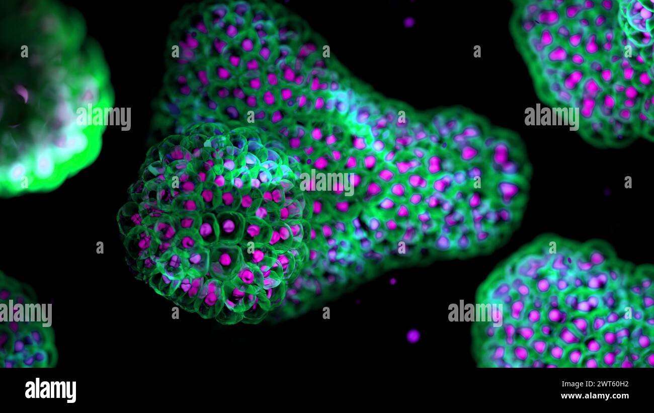 Illustration based on fluorescence light micrographs of organoids. Cell nuclei are purple and cell membranes green. Organoids are three dimensional, miniature, simplified versions of organs grown in the laboratory. They are able to survive for months in controlled conditions allowing diseases to be studied over time and the testing of targeted therapies. Stock Photo