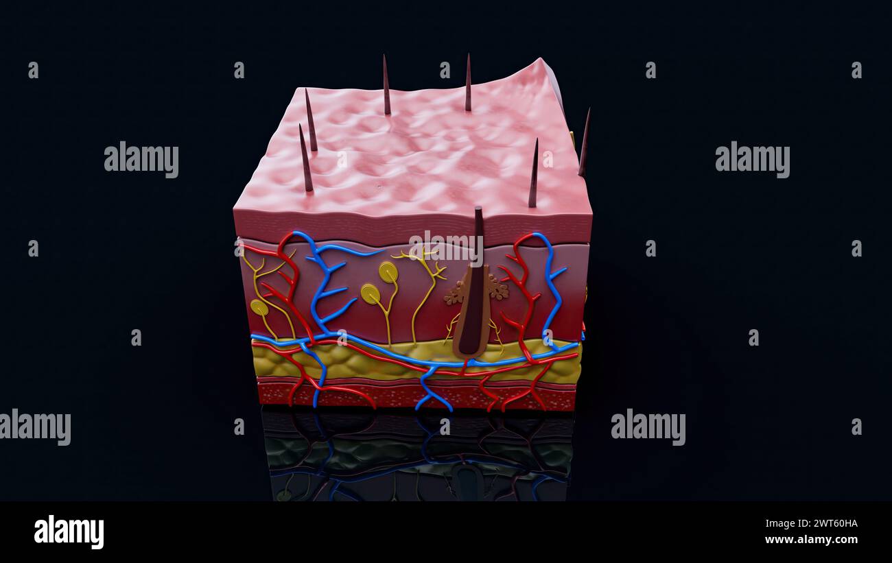 Illustration showing the anatomy of human skin. The skin layers include