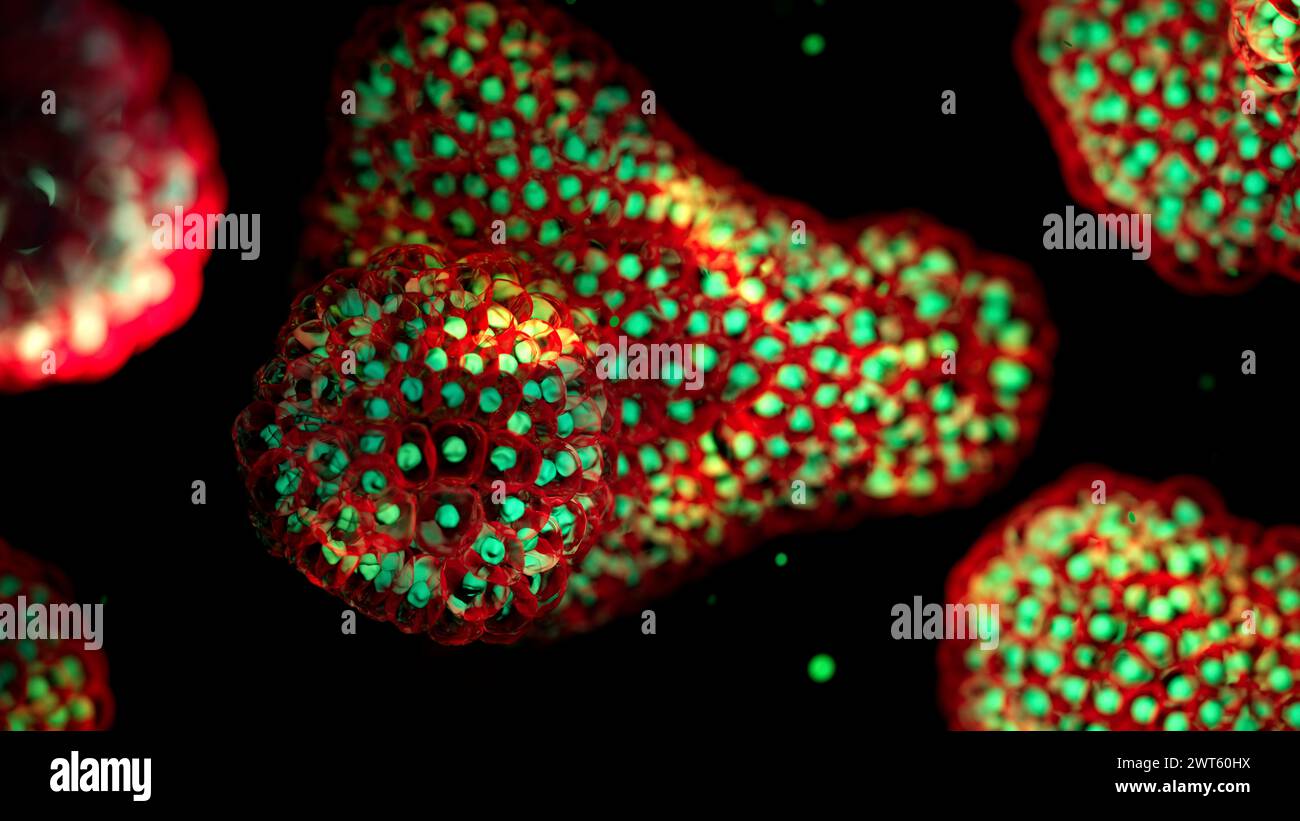 Illustration based on fluorescence light micrographs of organoids. Cell nuclei are green and cell membranes red. Organoids are three dimensional, miniature, simplified versions of organs grown in the laboratory. They are able to survive for months in controlled conditions allowing diseases to be studied over time and the testing of targeted therapies. Stock Photo