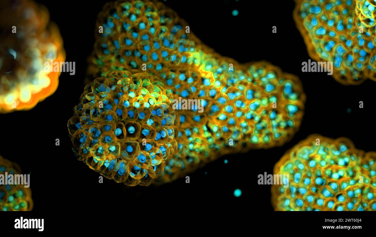 Illustration based on fluorescence light micrographs of organoids. Cell nuclei are red and cell membranes blue. Organoids are three dimensional, miniature, simplified versions of organs grown in the laboratory. They are able to survive for months in controlled conditions allowing diseases to be studied over time and the testing of targeted therapies. Stock Photo