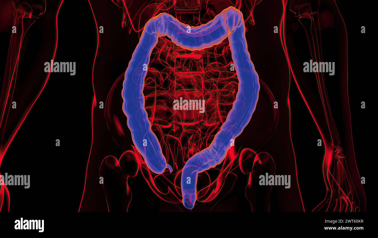 Large Intestine Routiing Large intestines, illustration Stock Photo - Alamy