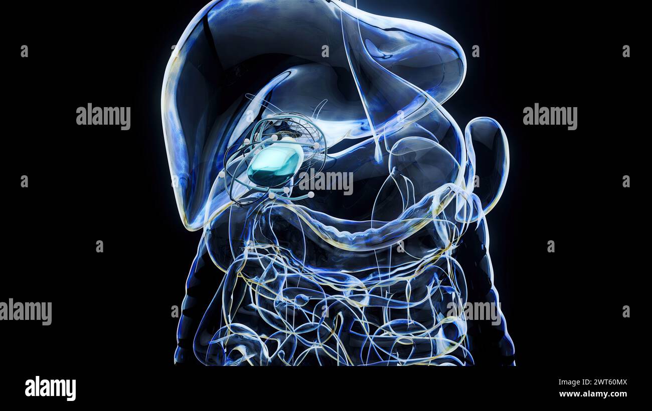 Gallbladder, conceptual illustration Stock Photo - Alamy