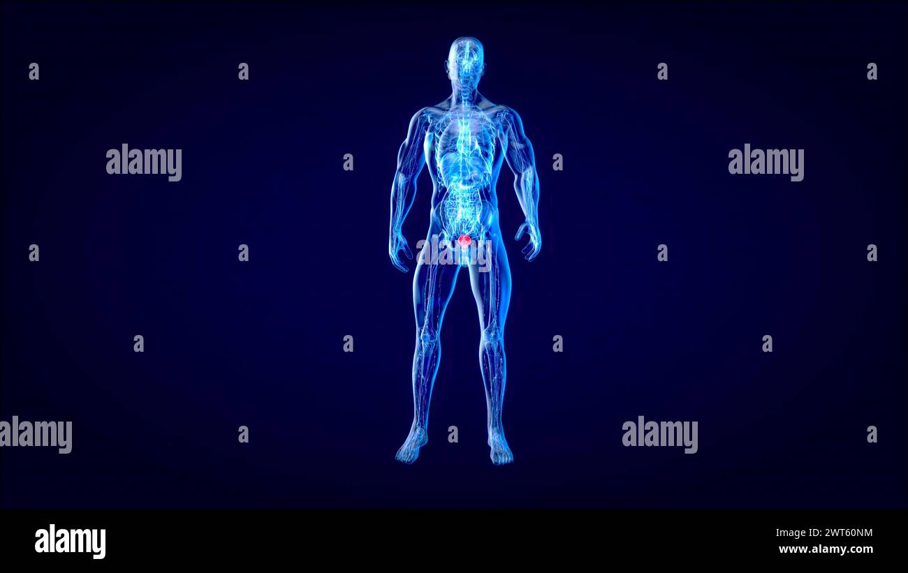Male bladder illustration hi-res stock photography and images - Alamy