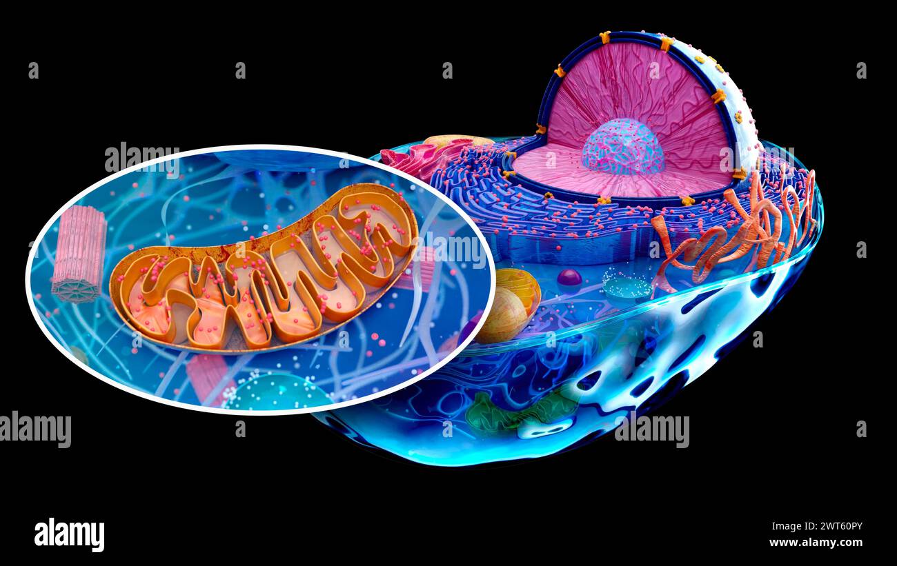 Illustration of an animal cell with an inset of a mitochondrion (brown ...