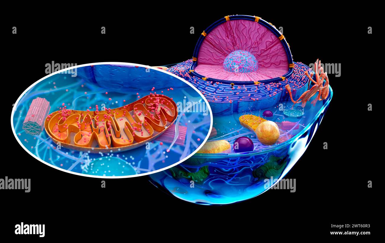 Illustration Of An Animal Cell With An Inset Of A Mitochondrion brown 