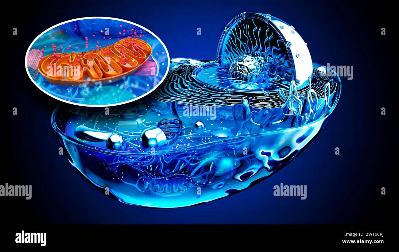 Animal Cell Mitochondria Parts Of The Cell Animal And Plant Biology