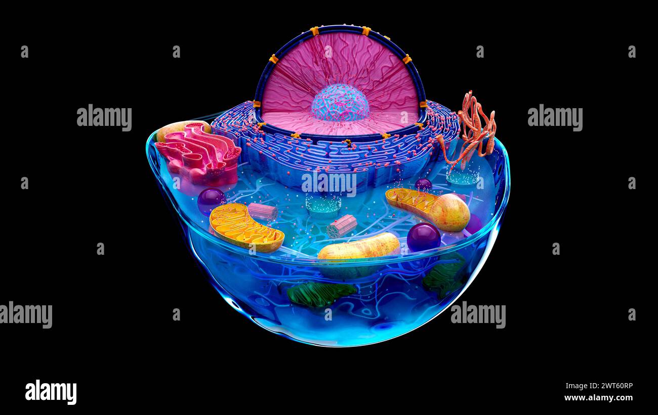 Illustration of the structure of an animal cell. The cell nucleus is the large sectioned sphere. It holds the cell's genetic material in the form of D Stock Photo