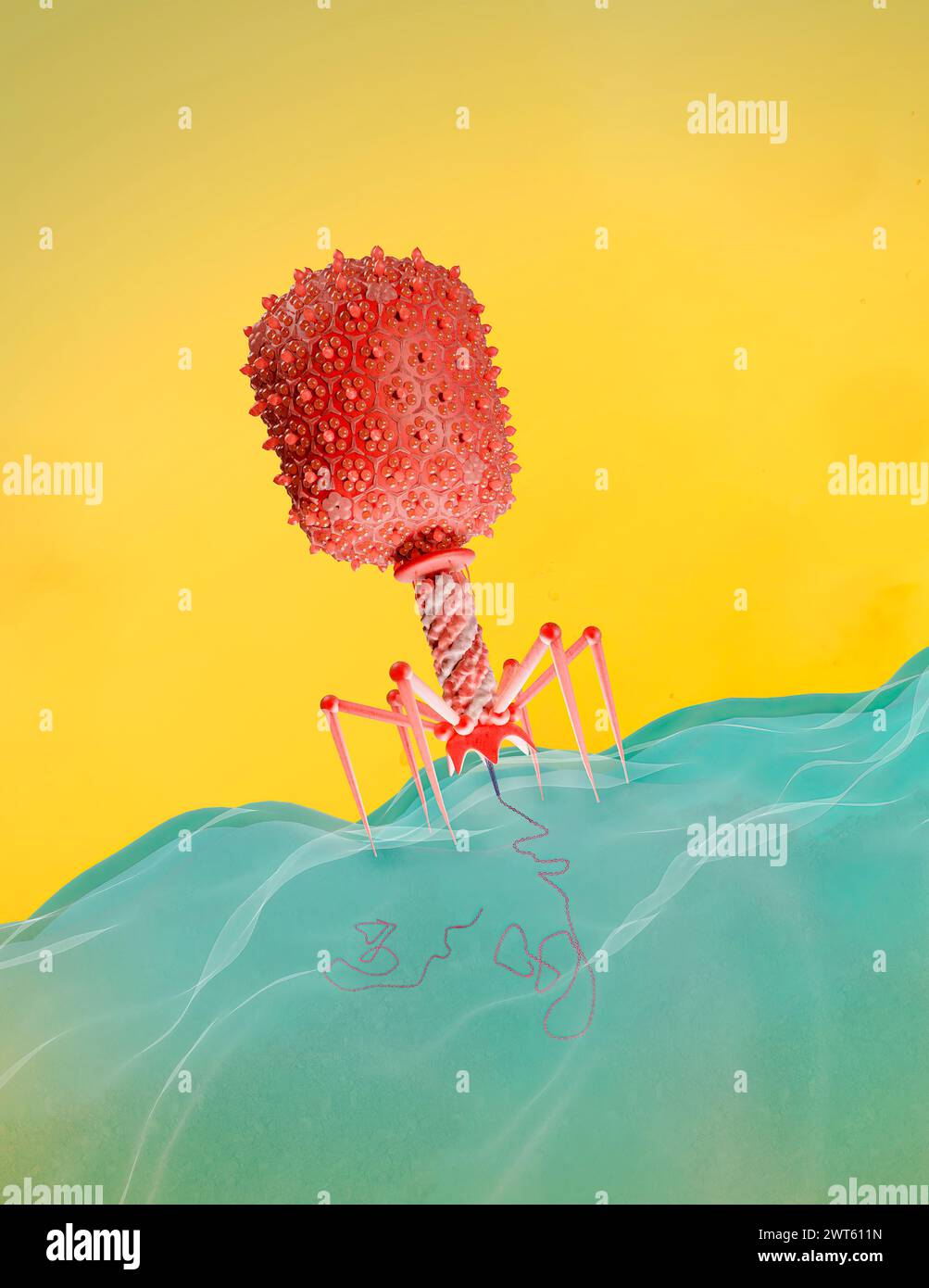 Illustration of an Escherichia virus T4 bacteriophage on an E. coli