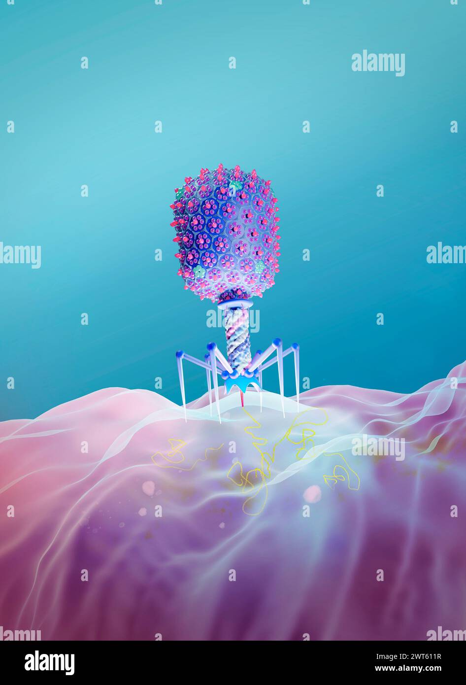 Illustration of an Escherichia virus T4 bacteriophage on an E. coli bacterium. The bacteriophage, or phage, infects and replicates within bacteria and can be used for phage therapy. Stock Photo