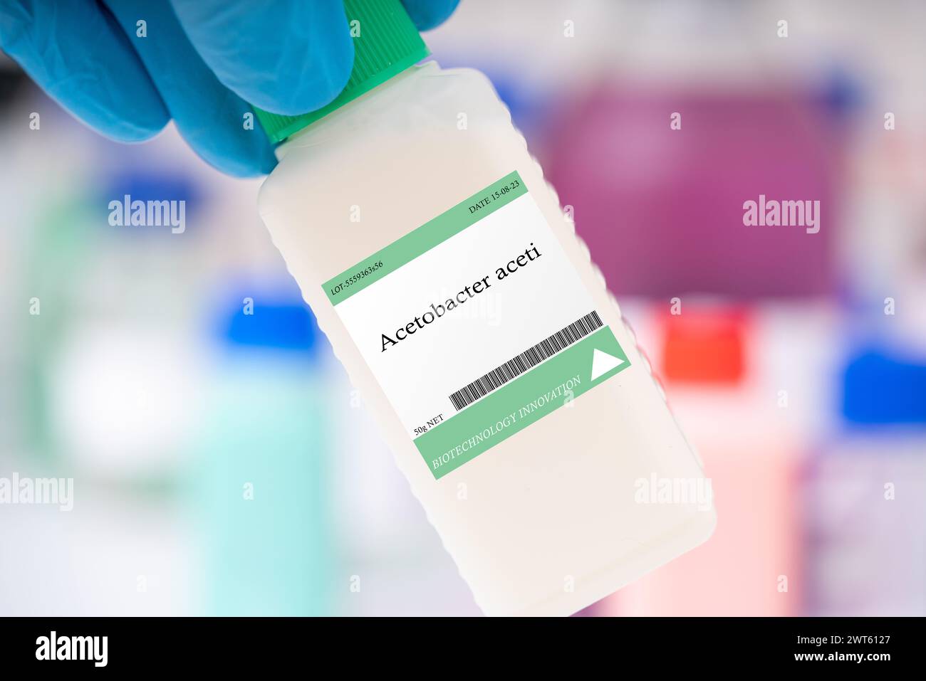 Acetobacter aceti bacteria. A bacteria used in the production of vinegar, where it converts ethanol into acetic acid through a process called acetification. Stock Photo