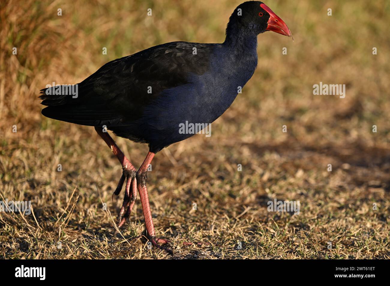 Side view of a purple swamphen, or Pukeko, walking in an area covered ...