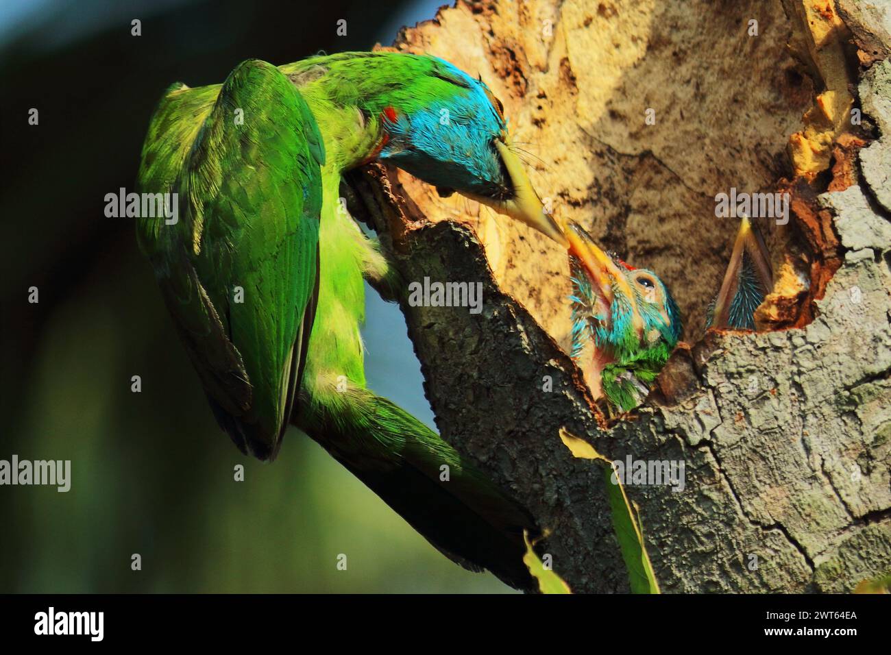 beautiful and colorful blue throated barbet bird (psilopogon asiaticus