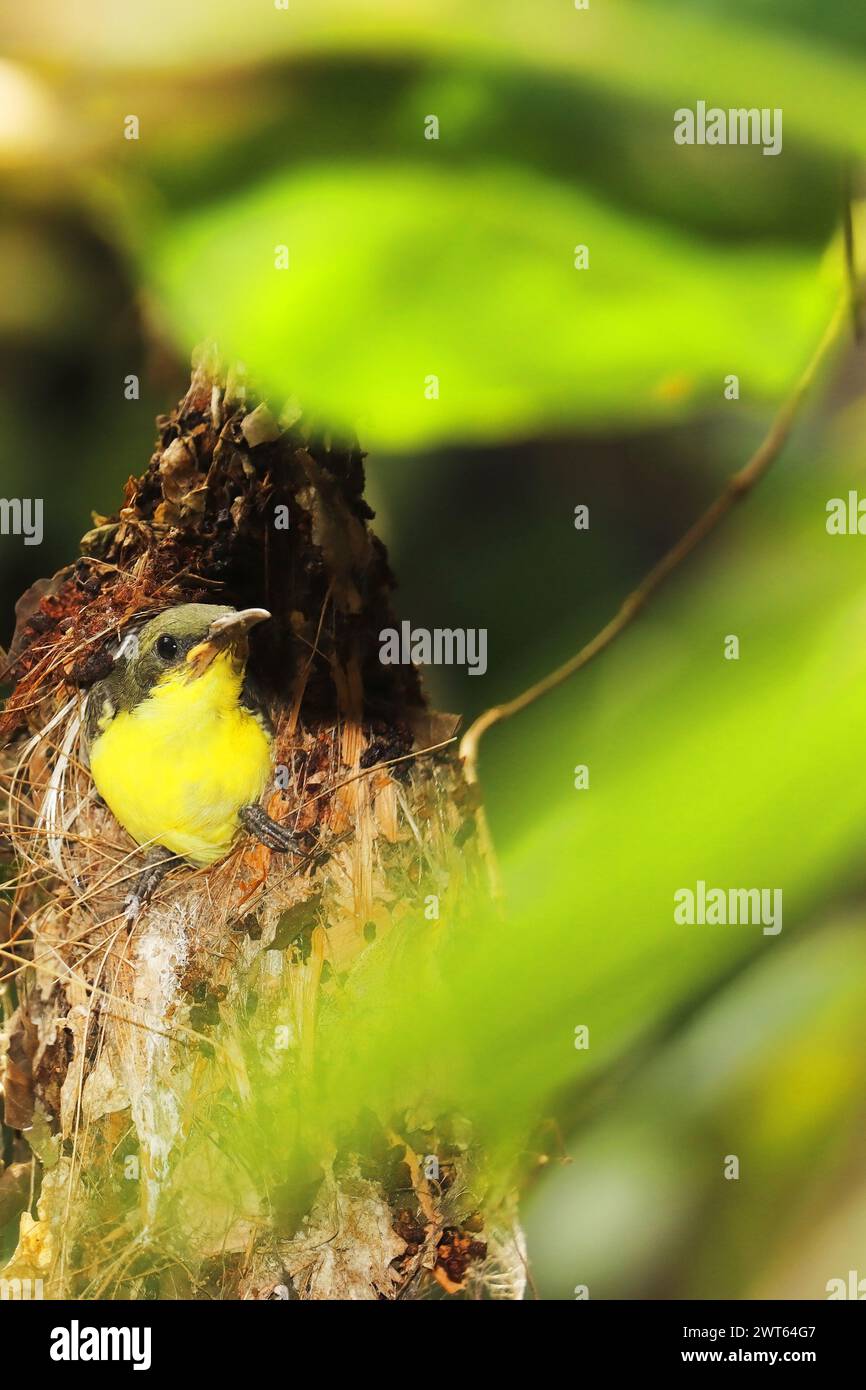 cute and juvenile purple rumped sunbird (leptocoma zeylonica) in the nest, summer season in tropical indian forest Stock Photo