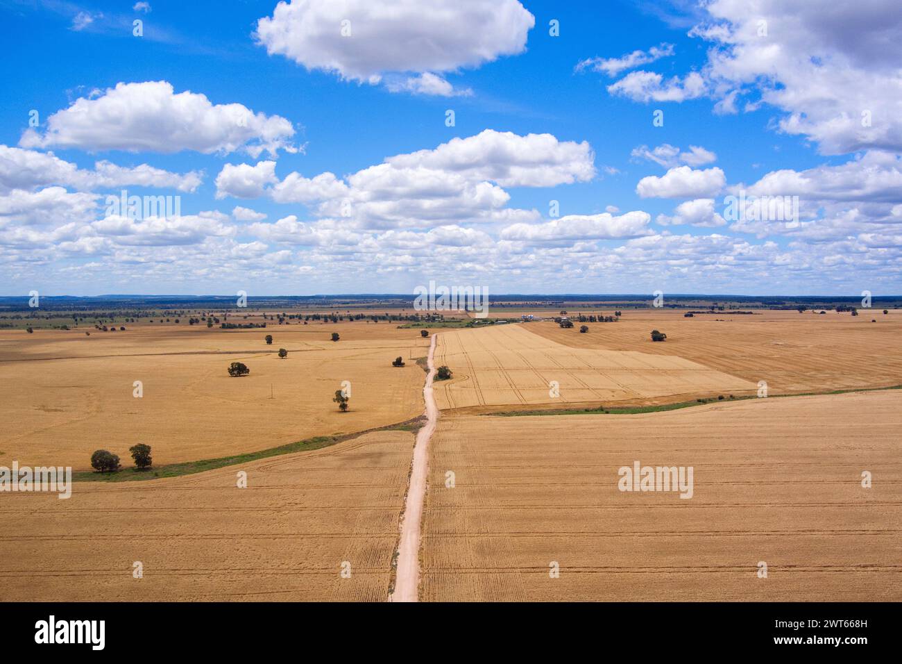 Aerial of rural road passing through ready to harvest wheat fields near Wallumbilla on the Maranoa Queensland Australia Stock Photo